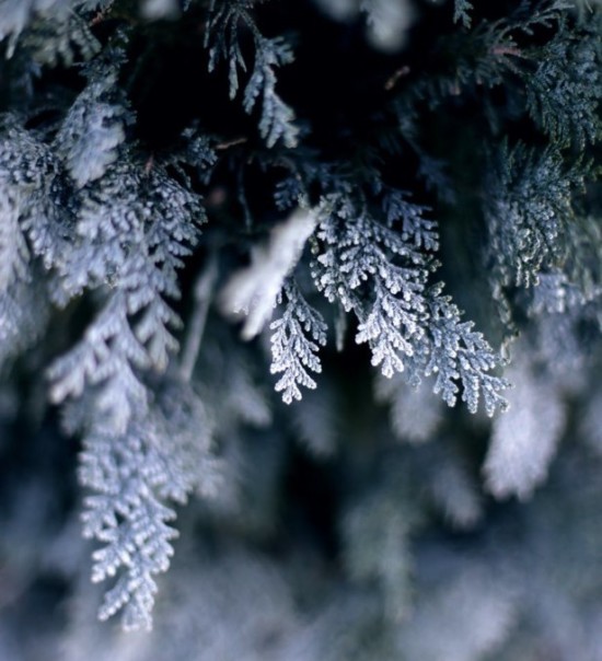 Interventi del giardino a Dicembre