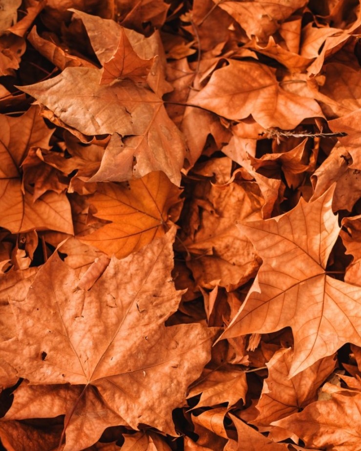 Interventi del giardino a Novembre