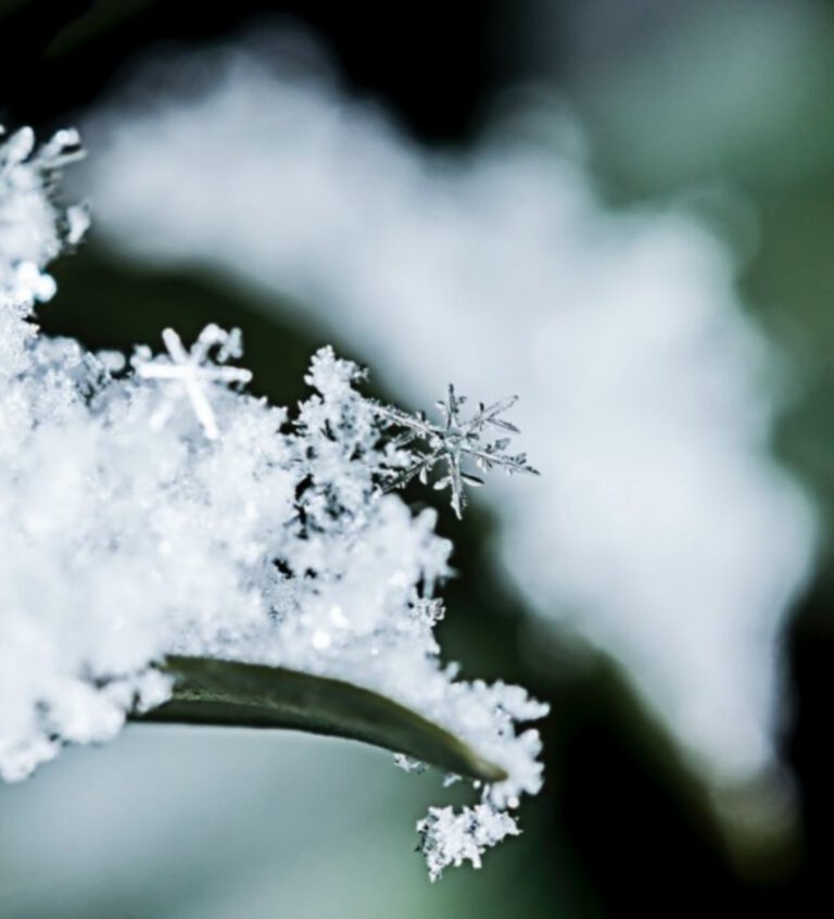 Cosa seminare a Febbraio