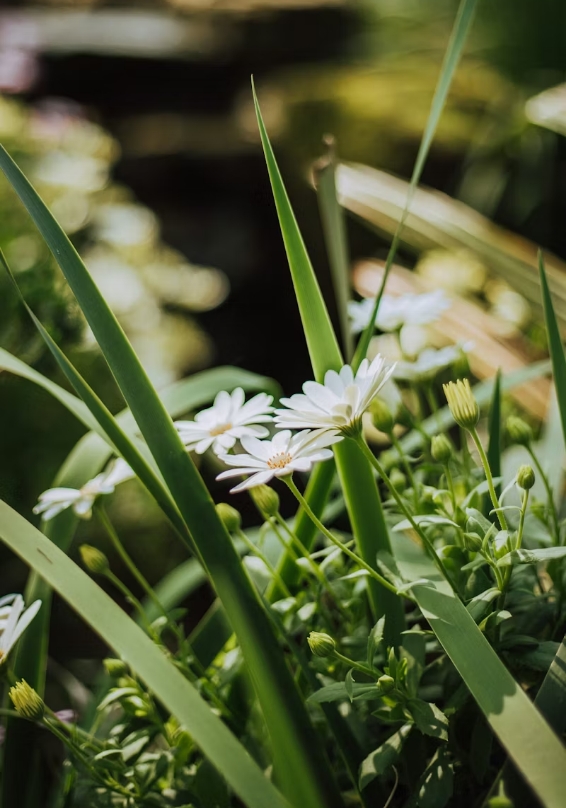 Cosa seminare a Gennaio