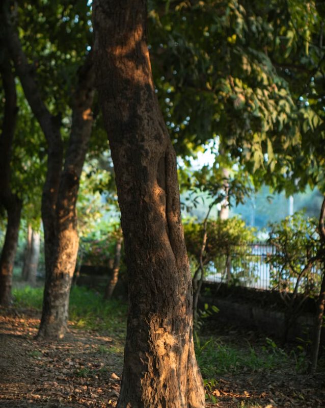 Manutenzione completa dei tappeti erbosi