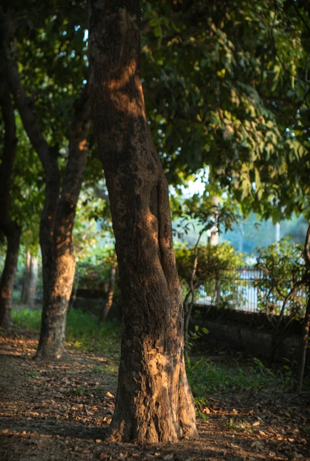 Manutenzione completa dei tappeti erbosi